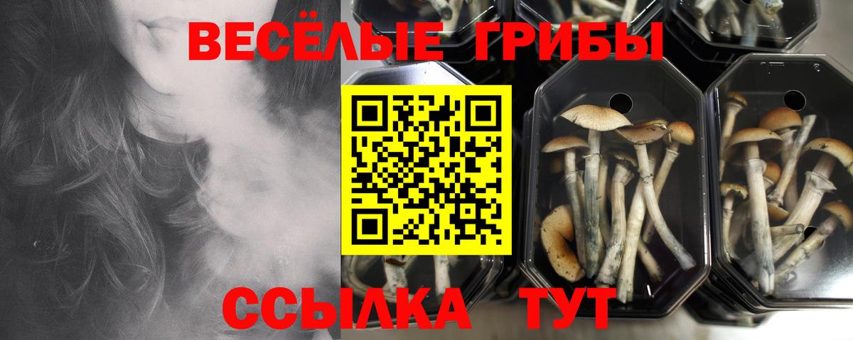 Арсеньев  Псилоцибиновые грибы Psilocybine cubensis  Псилоцибиновые грибы MAGIC MUSHROOMS  Вход с VPN 